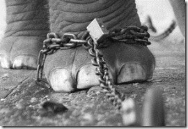 elephant chain