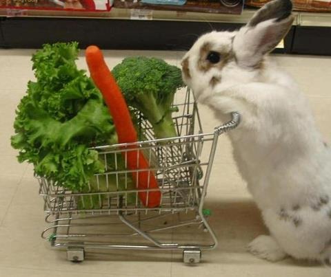 eat rabbit eating fat loss ourselves starving shopping rabbits funny humans bunny early need crazy diets they